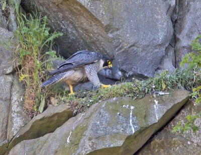 Female walking to nest 14th May