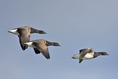 Pale-bellied Brent geese