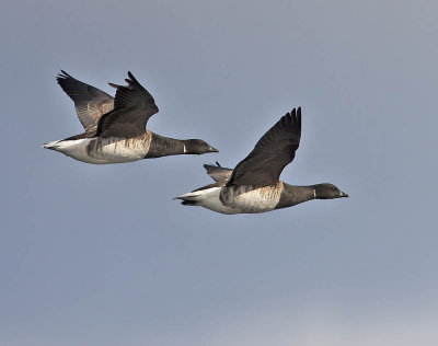 Pale-bellied Brent geese