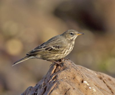 Rock Pipit