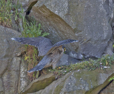 Female arriving at nest 14th May