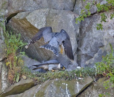 Male right and female at nest 14th May