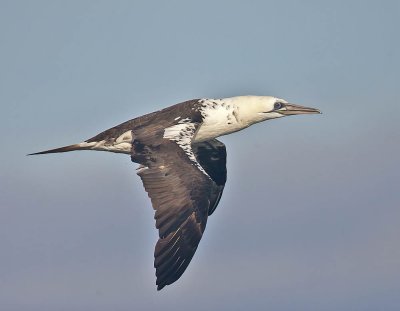 Gannet 2nd summer