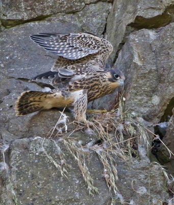 Juvenile trying to get back to the nest ledge