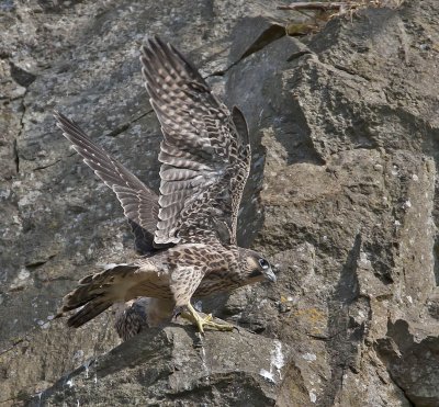  Juvenile very close to flying