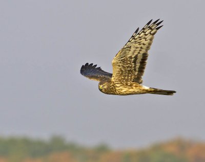 Hen Harrier (female)