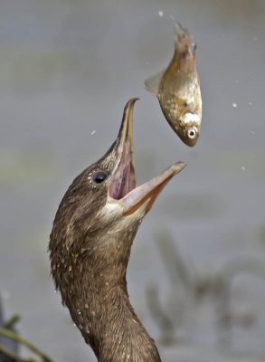 Pygmy Cormorant