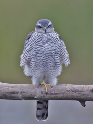 Goshawk (male)