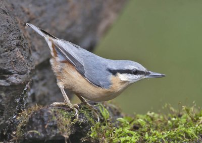 Nuthatch