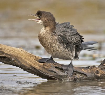 Pygmy Cormorant