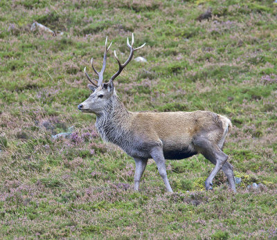 Red Deer