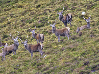 Red Deer herd