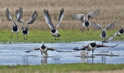 Barnacle Geese