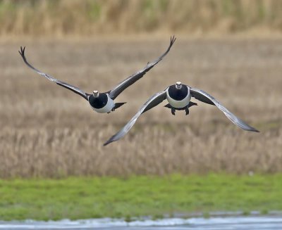 Barnacle Geese