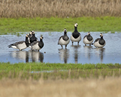 Barnacle Geese