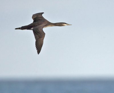 Red-throated Diver