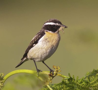 Whinchat (male)