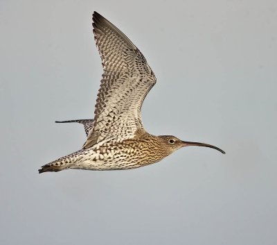 Curlew