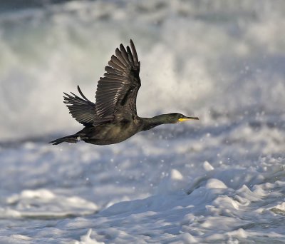 Shag