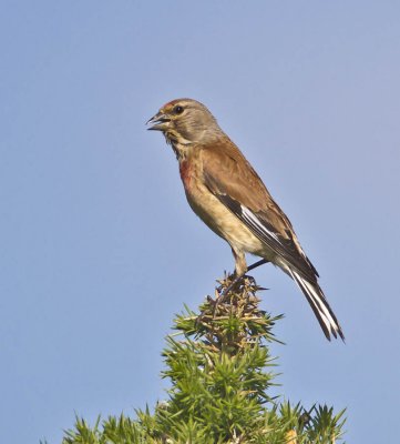 Linnet (male)