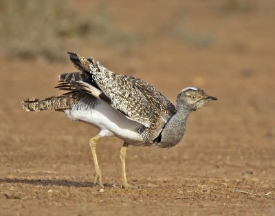 Houbara Bustard