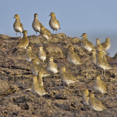 Golden Plovers