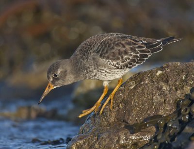 Purple Sandpiper