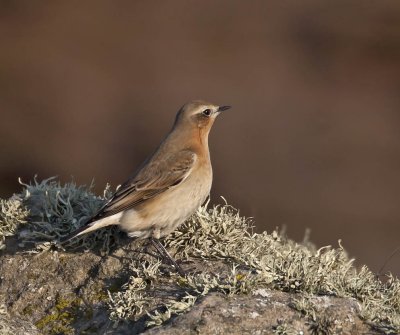 Wheatear