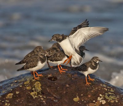 Turnstones