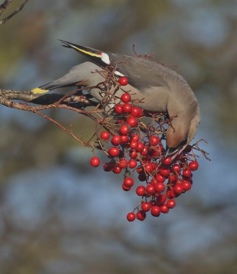 Waxwing