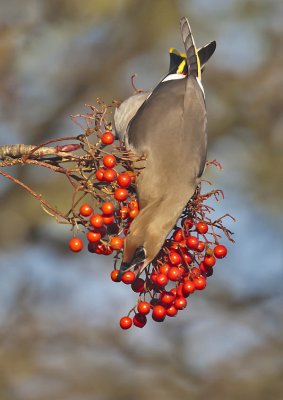 Waxwing