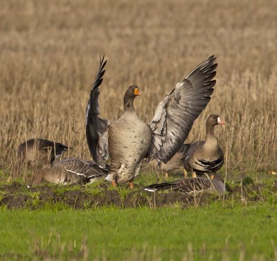 Greylag Goose with European White-fronts