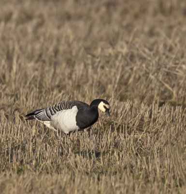Barnacle Goose