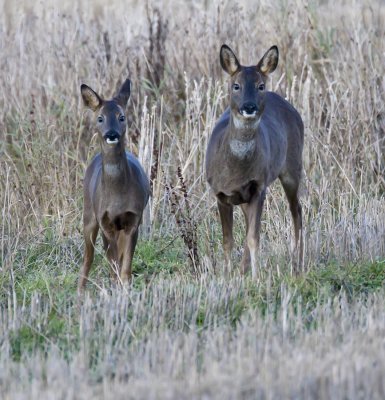 Roe doe and fawn