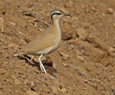 Cream-coloured Courser