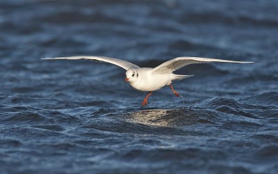 Black-headed Gull