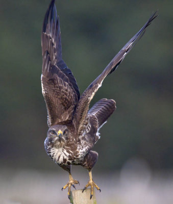 Buzzard