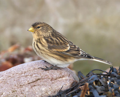 Twite