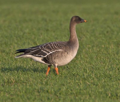 Tundra Bean Goose