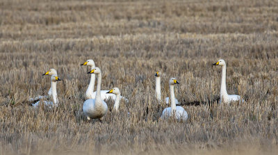 Whooper Swans