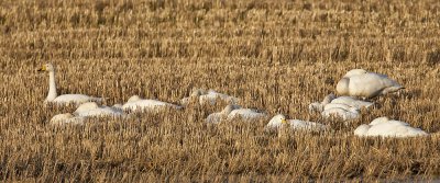 Whooper Swans