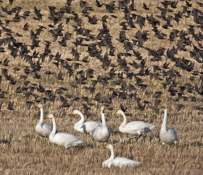 Whooper Swans and Starlings