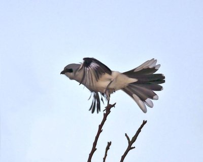 Great Grey Shrike