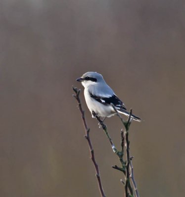 Great Grey Shrike