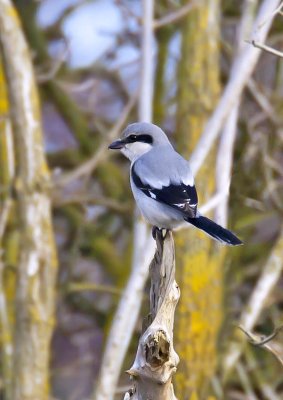 Great Grey Shrike