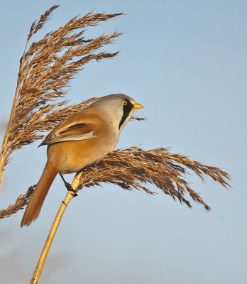 Bearded Tit  (male)