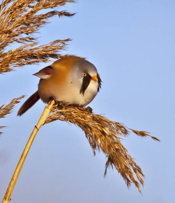 Bearded Tit  (male)