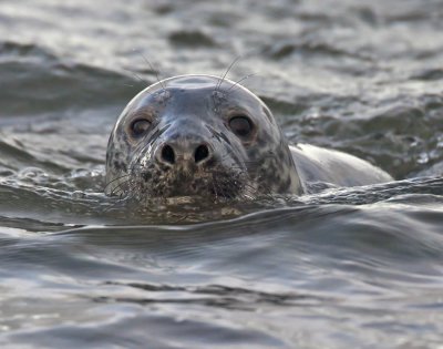 Grey Seal