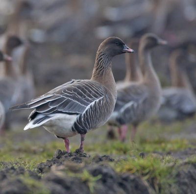 Pink-footed Goose