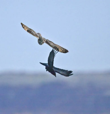 Short-eared Owl seeing off a Carrion Crow
